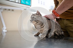 A sick cat of gray color of the Brin breed in the hands of the owner on examination in a veterinary clinic on the table