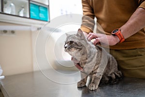 A sick cat of gray color of the Brin breed in the hands of the owner on examination in a veterinary clinic on the table