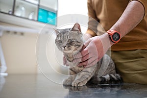 A sick cat of gray color of the Brin breed in the hands of the owner on examination in a veterinary clinic on the table