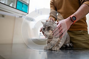 A sick cat of gray color of the Brin breed in the hands of the owner on examination in a veterinary clinic on the table