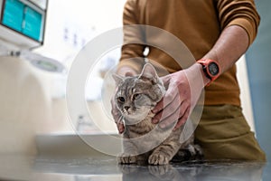 A sick cat of gray color of the Brin breed in the hands of the owner on examination in a veterinary clinic on the table