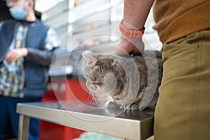 A sick cat of gray color of the Brin breed in the hands of the owner on examination in a veterinary clinic on the table