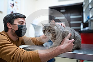 A sick cat of gray color of the Brin breed in the hands of the owner on examination in a veterinary clinic on the table