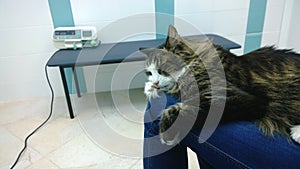Sick the cat on the lap of the owner in the clinic receives the necessary treatment with a dropper