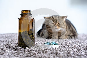 Sick cat medicines for sick pills spilling out of bottle