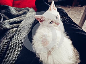 sick cat resting on the couch. kitten losing hair