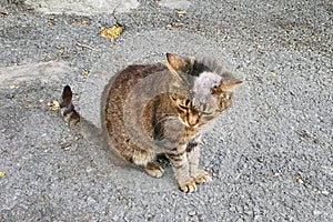 Sick cat with shingles on his bald head photo