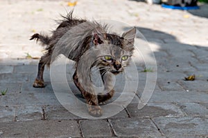 Sick cat. Small and thin stray cat. Homeless sick cat walks down the street in the park alone