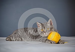 Sick cat on a table with medicines