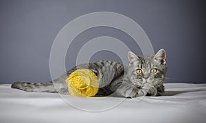 Sick cat on a table with medicines