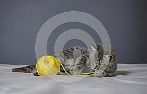 Sick cat on a table with medicines