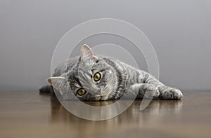 Sick cat on a table with medicines