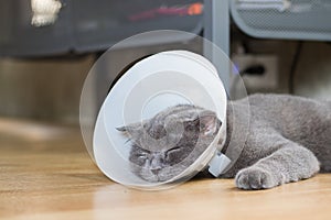 Sick cat with veterinary cone collar photo