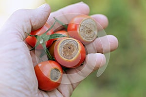 Sick Cherry tomatoes affected by disease vertex rot in hand photo