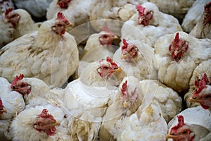 Sick chicken or Sad chicken in farm,Epidemic, bird flu.