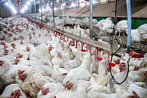 Sick chicken or Sad chicken in farm,Epidemic, bird flu.