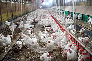 Sick chicken or Sad chicken in farm,Epidemic, bird flu. photo