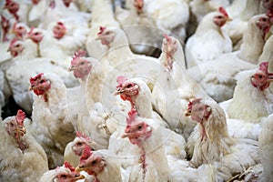 Sick chicken or Sad chicken in farm,Epidemic, bird flu. photo