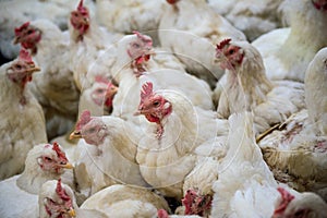 Sick chicken or Sad chicken in farm,Epidemic, bird flu. photo