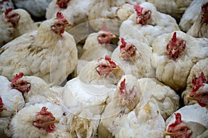 Sick chicken or Sad chicken in farm,Epidemic, bird flu. photo