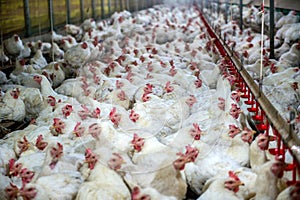 Sick chicken or Sad chicken in farm,Epidemic, bird flu.