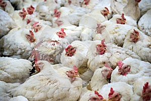 Sick chicken or Sad chicken in farm,Epidemic, bird flu. photo