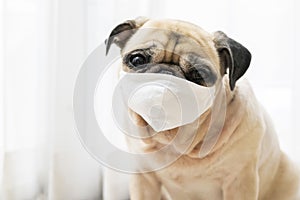 Sick or contagious cute pug dog wearing a medical mask. Protection concept of global pandemic coronavirus, COVID-19 or 2019-nCoV