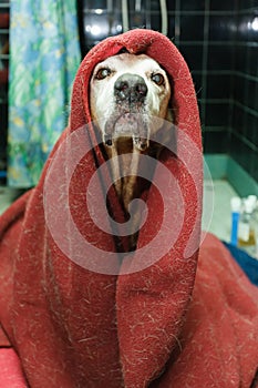 Sick covered dog photo