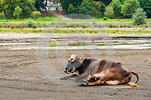 Sick cow resting on the sand. Animal protection theme
