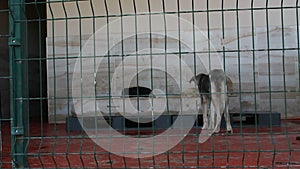 Sick,crippled and abandoned derelict dogs in a pet shelter. Captive animals