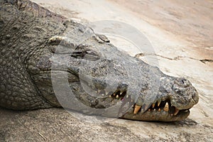 Sick Crocodile sleeping or basking in the sun.