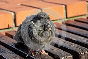 A sick and crouched urban pigeon on a wooden bench, sunny day