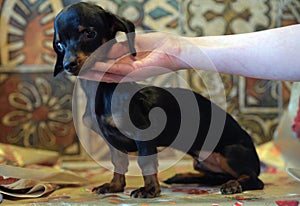 Sick dachshund puppy HYDROCEPHALIA