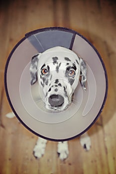 Sick dalmatian dog wearing a protective collar