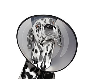 Sick dalmatian dog wearing a protective collar - isolated on white