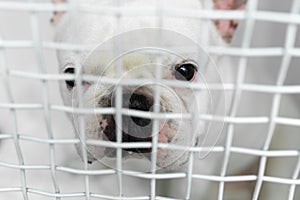 Sick dog in a cage in a veterinary clinic for animals.