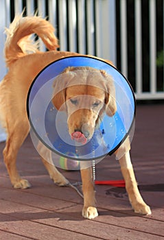 Sick Dog with Elizabethan Collar Cone
