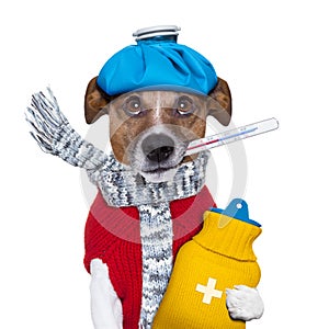 Sick dog with fever