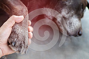 The sick dog, the owner is taking it to the doctor at the animal hospital.