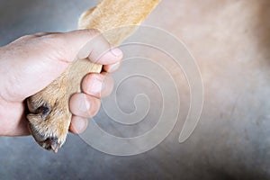 The sick dog, the owner is taking it to the doctor at the animal hospital.