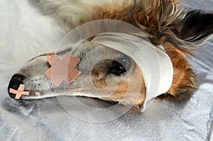 Sick Dog with plaster and bandage. photo