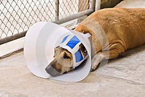 A sick dog with a protective collar and blue bandage is lying on