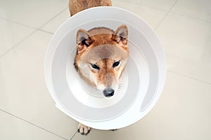 Sick dog. Sad Shiba inu dog wearing protective with cone collar