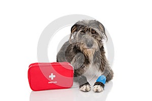 SICK DOG. SHEEPDOG PUPPY LYING DOWN WITH A BLUE BANDAGE OR ELASTIC BAND ON FOOT AND A EMERGENCY  OR FIRT AID KIT. ISOLATED ON