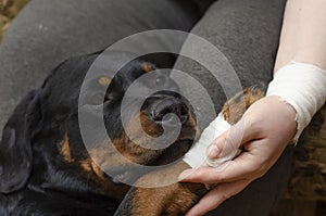 A sick dog sits at the owner s feet