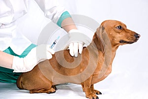 The sick dog and syringe