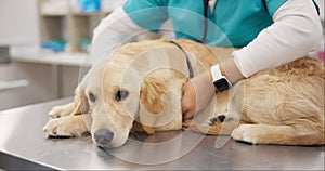 Sick dog on table with vet for consultation, medical advice and pet care with insurance. Doctor, female veterinarian and