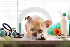 Sick dog on a veterinarian table with supplies window background