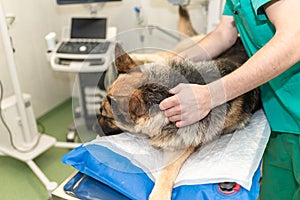 Sick dog in a veterinary clinic waiting for surgery