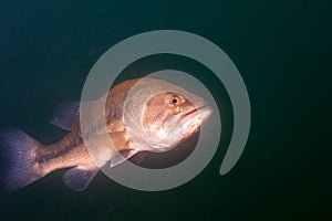 Sick and elderly small mouth bass swimming in a Michigan inland lake